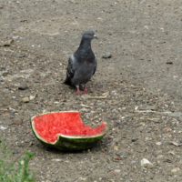 Есть или не есть, вот в чем вопрос