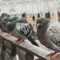 Старожилы питерских каналов