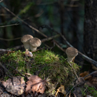 Третий лишний.