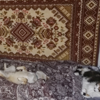 Пока хозяева на работе