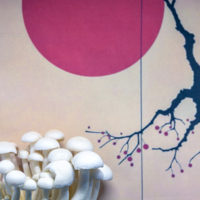 Японские напевы