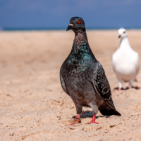 Ты куда это собрался красавчик?