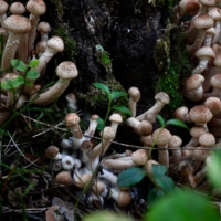 Славные ребята