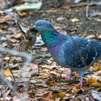 Попался, воришка!!!