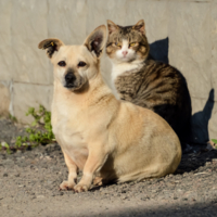 Пёс и его "тень"