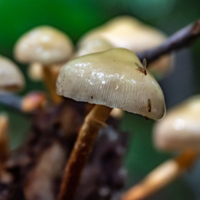 Псилоцибе и мушка