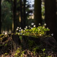 Апрельский пень