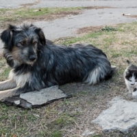 Маленький храбрец