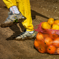 Aпельсины воровать - это Вам не картошку окучивать