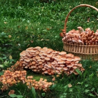 Не помещаются