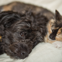 Сладкий сон