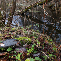 След присутствия