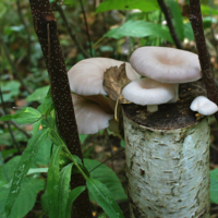 Присуседились