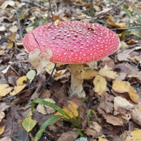 Пестрый красавец