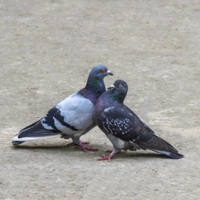 Голубь и голубка