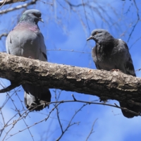 ,,Ну, Василий, мягкого тебе полета!..."