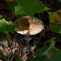 Поганый, но тоже гриб