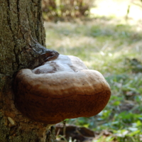 Альтернатива