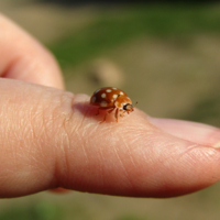 ...улети на небко