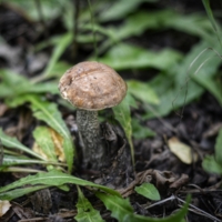 Подберёзовик необыкновенный