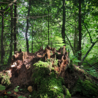 Пень лесной