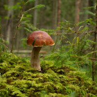 Назвался белым-полезай в корзину.