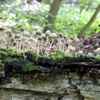 Несъедобные, но дружные.