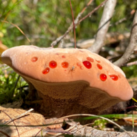 Гиднеллум Пека