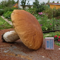 Вот это гриб!!!!