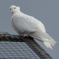 Высоко сижу, далеко гляжу...