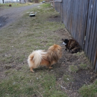 Домой! Быстро!