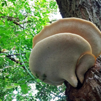 Папа, мама, я - отличная семья