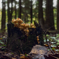 Грибной пенёк