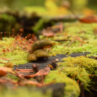 Осенний сюжет