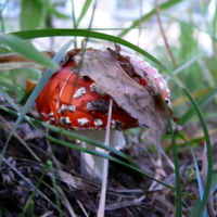 Городской красавец !