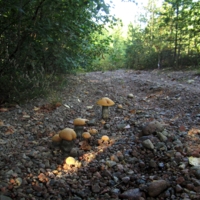 На камнях растут не только цветы
