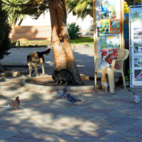 Кот, пёс и чей то хвост