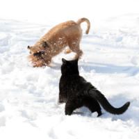 игра в снежки