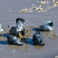 Водные процедуры