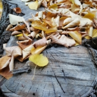 И желтый листик кружится,