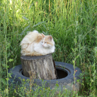 Наблюдательный пункт