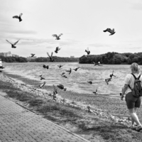 Голубиный переполох. Окружили!