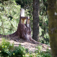 Сяду на пенёк