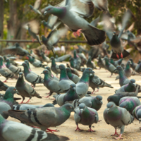 Голубиная тусовка