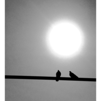 на жёрдочке