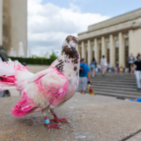 Символ надежды