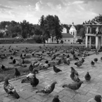 Заполонили  ÷\