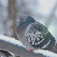 замерз бедолага...