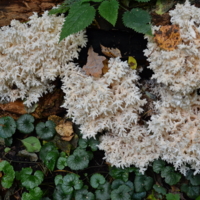 Грибы, однако!