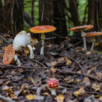 Барышни и Хулиган!